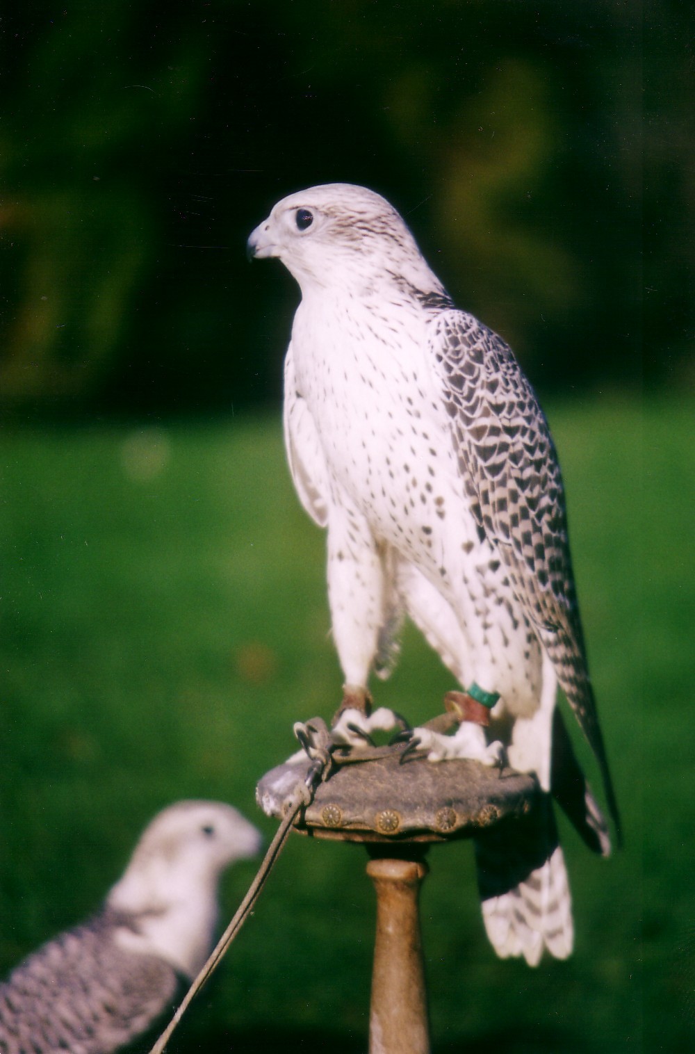 Falconers Dream Jagdfalken