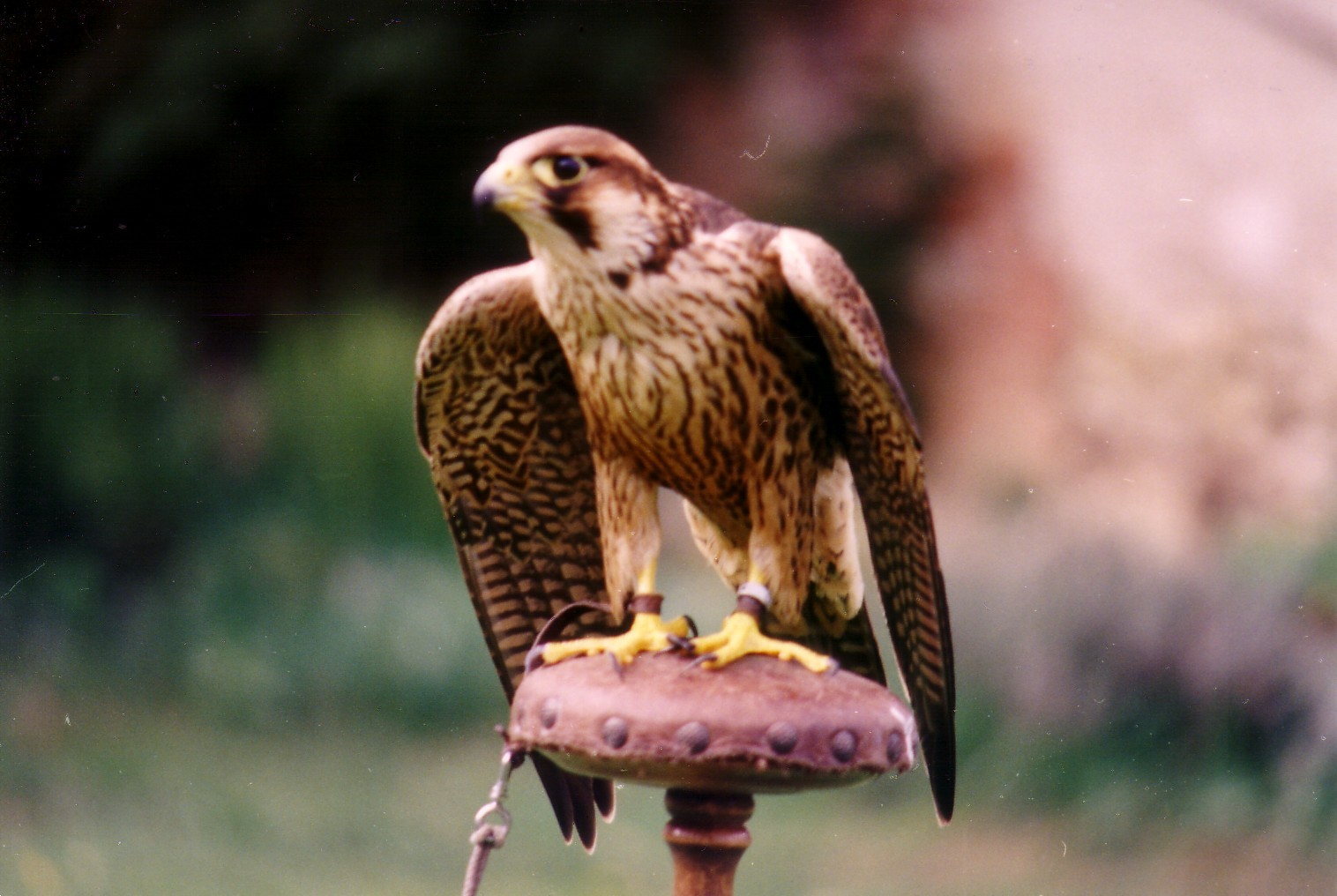 Falconers Dream Jagdfalken