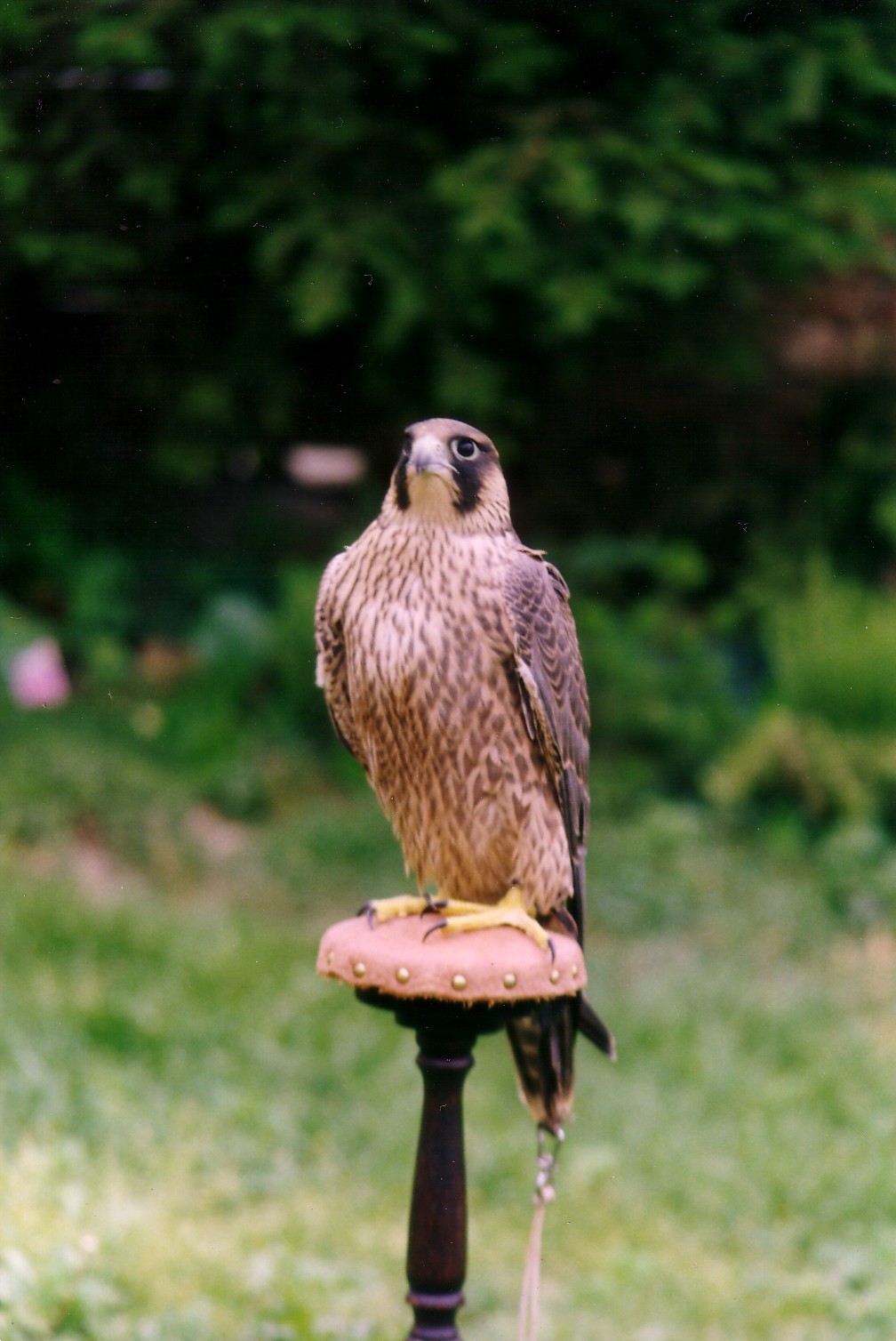 Falconers Dream Jagdfalken