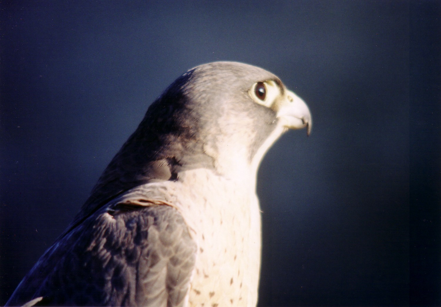 Falconers Dream Jagdfalken