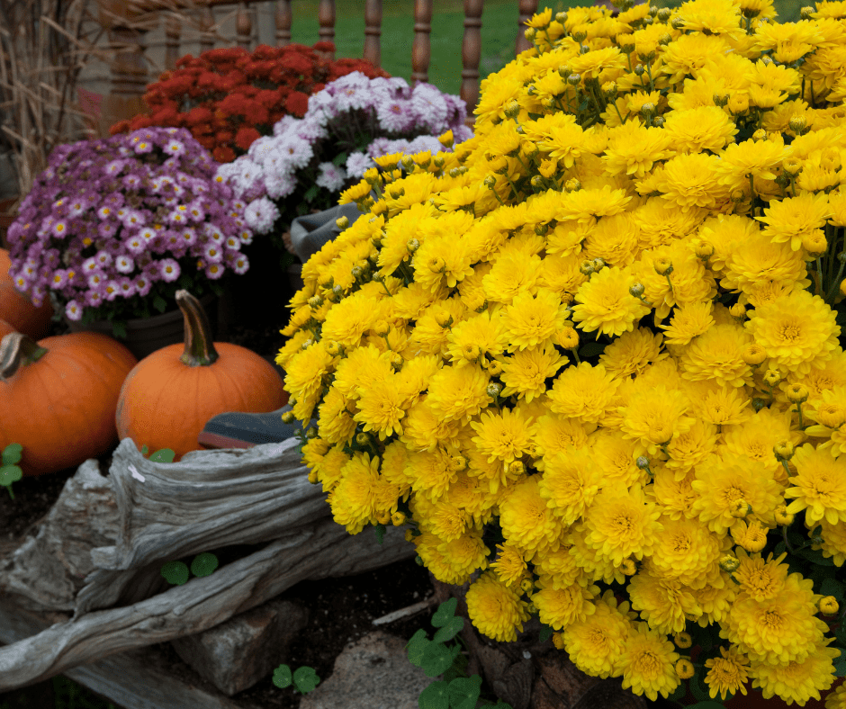 5 Best Fall Flowers For North Texas Landscape Design Fallas Landscape LTD Lawn Care and