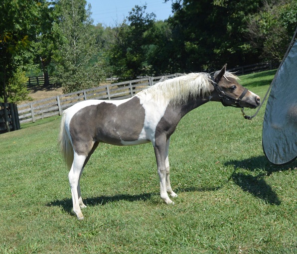 Fallen Ash FarmMiniature Horses For SaleAlexandria Ohio