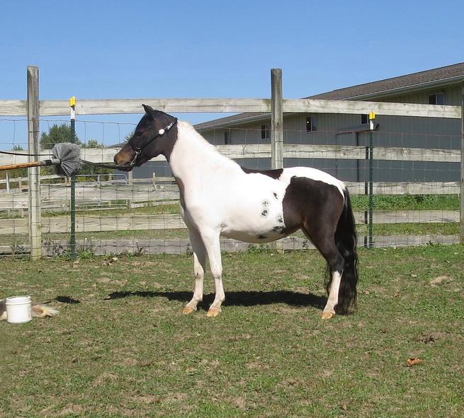 Fallen Ash FarmMiniature Horses For SaleAlexandria Ohio