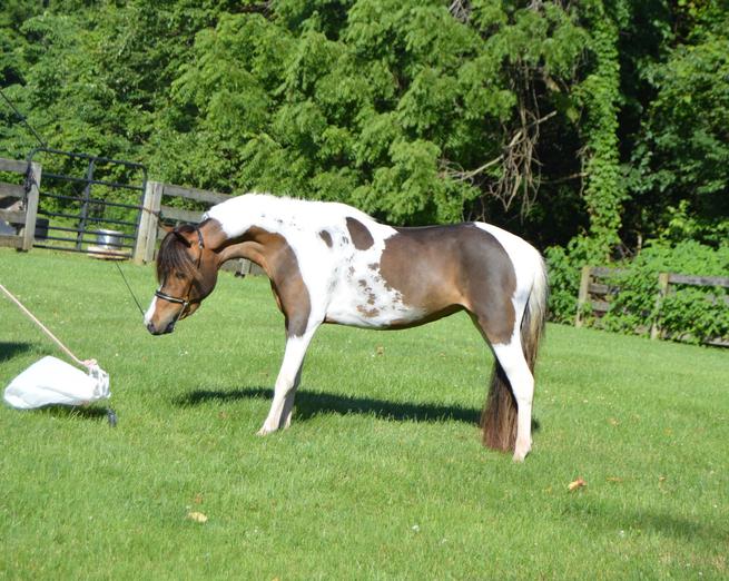 Fallen Ash FarmMiniature Horses For SaleAlexandria Ohio