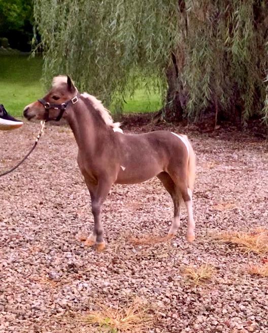 Fallen Ash FarmMiniature Horses For SaleAlexandria Ohio