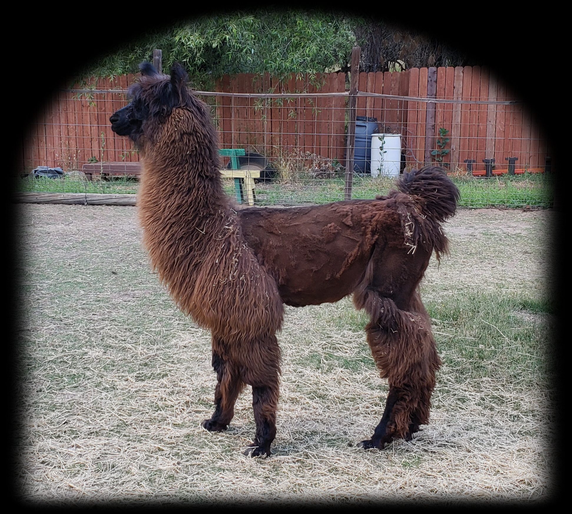 Llamas for sale