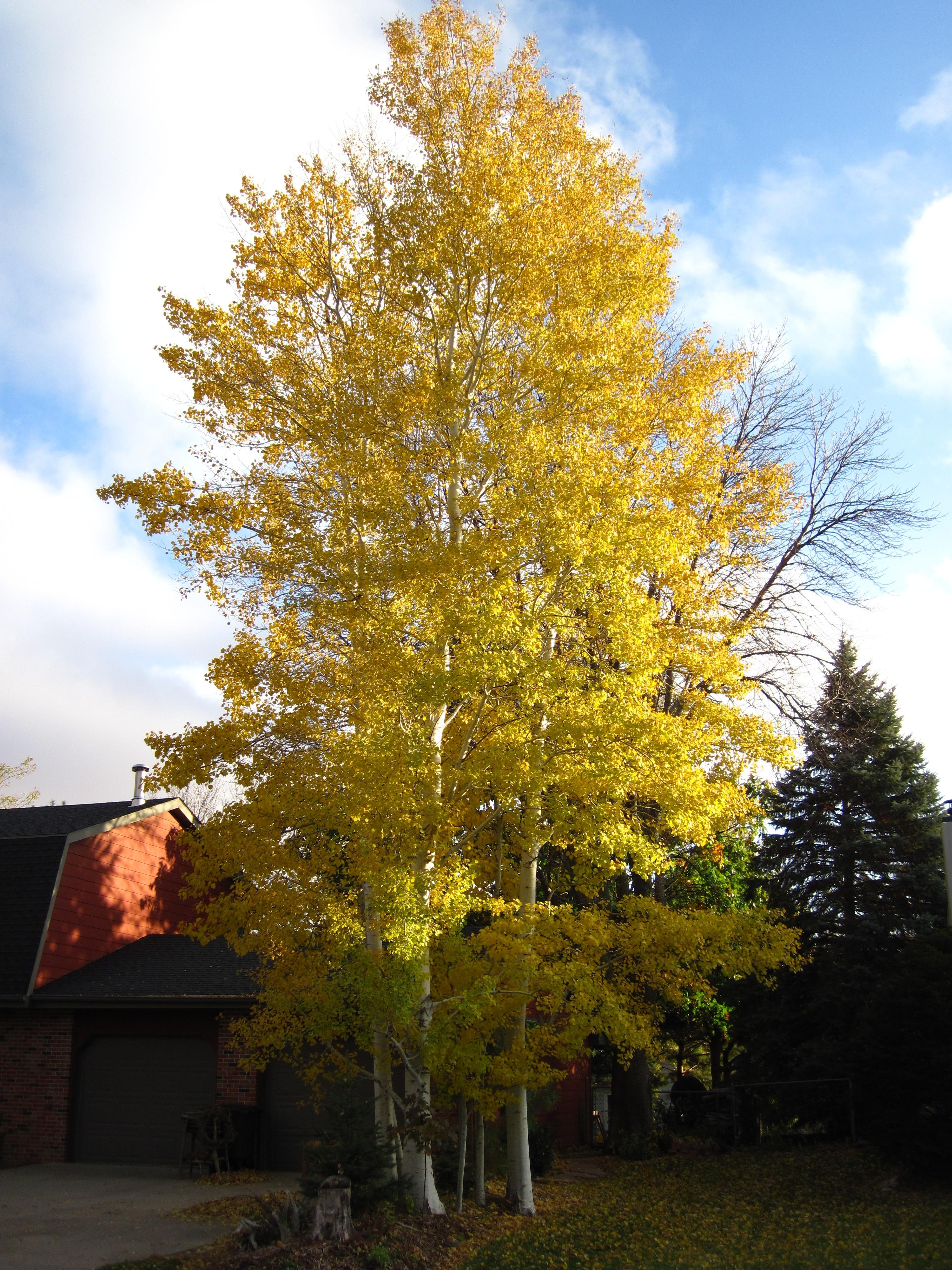 Aspen fall
