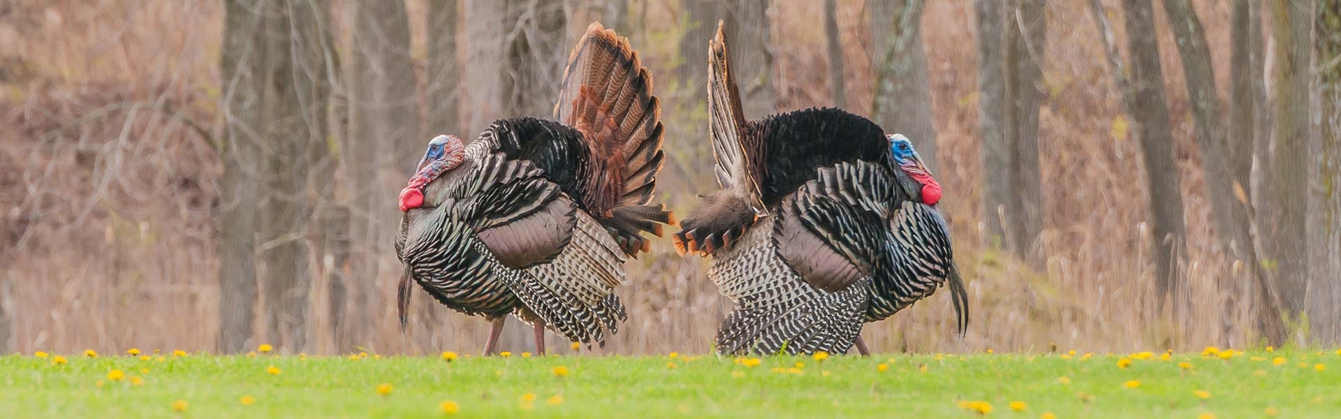 New Jersey Turkey Hunts Guided and SemiGuided Turkey Hunts NJ