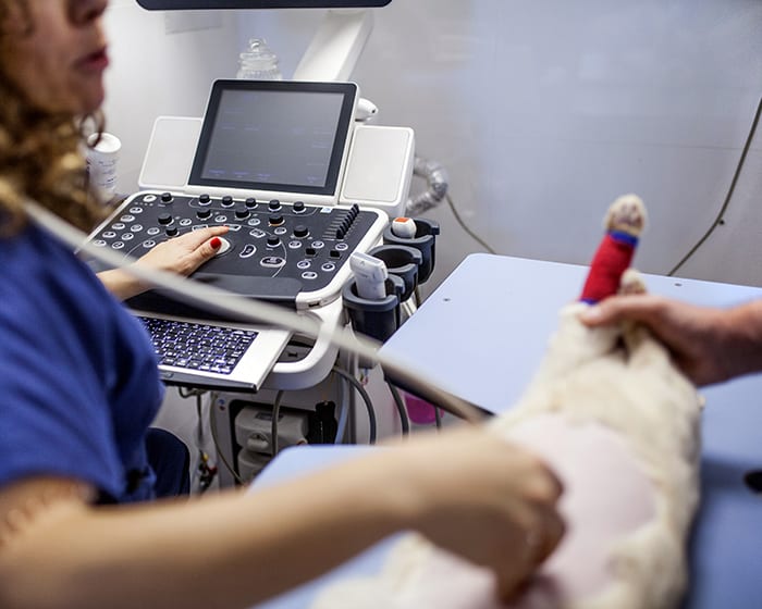 Veterinary Diagnostic Lab in Baltimore