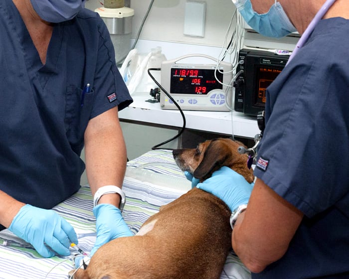 Vet Surgery in Baltimore Veterinary Surgery Open 24/7