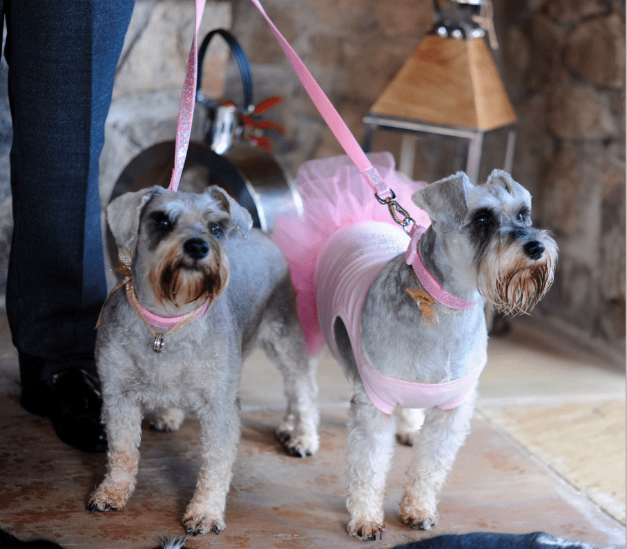 Favourite Pet Friendly Venues