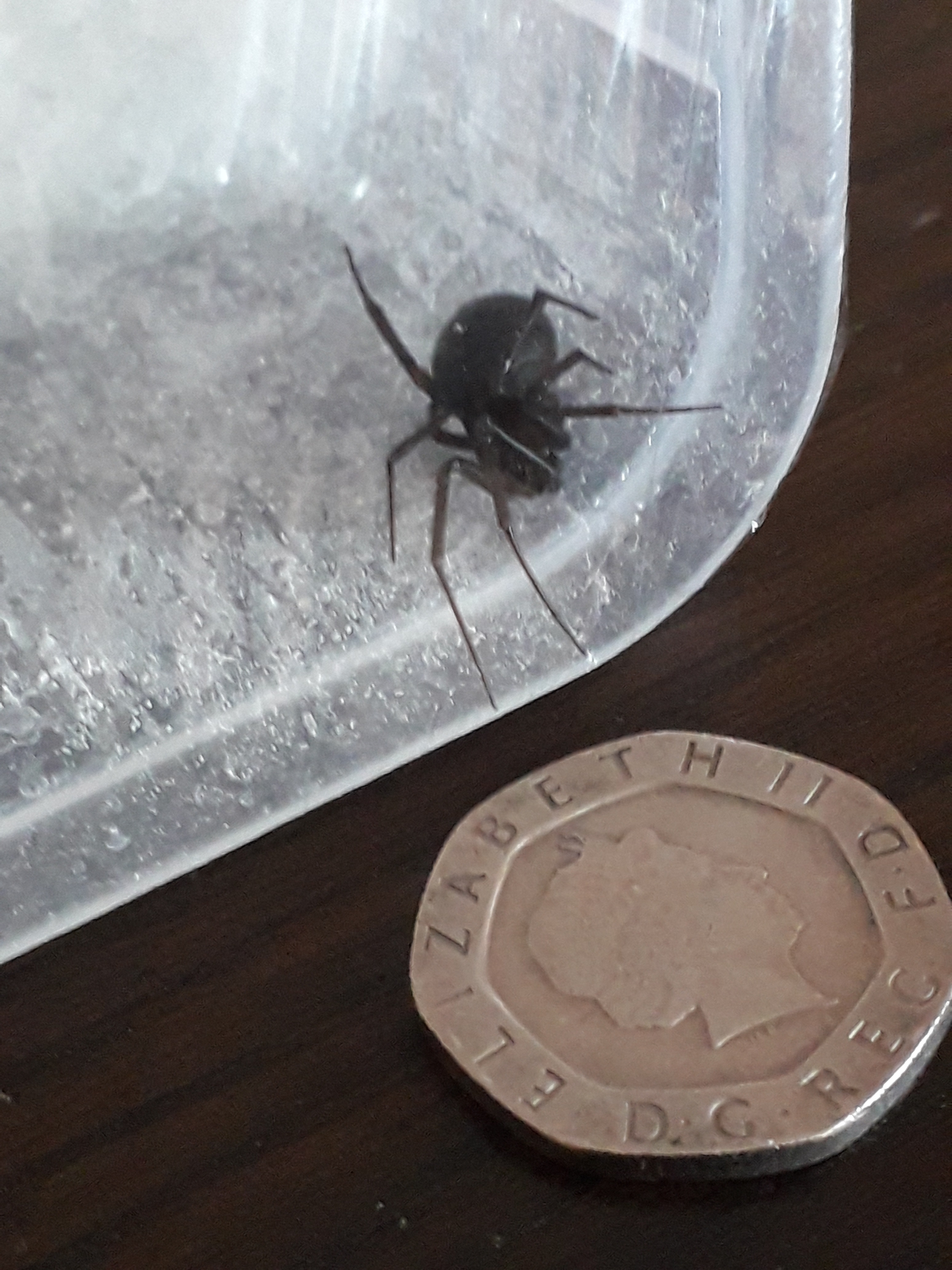 False Widow “Rabbit Hutch” The False Widow Spider