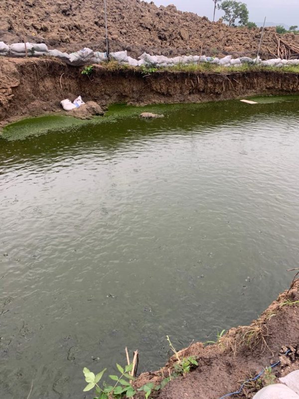 5 Best Ways to Stop Algae Growth in Your Pond Famerlio