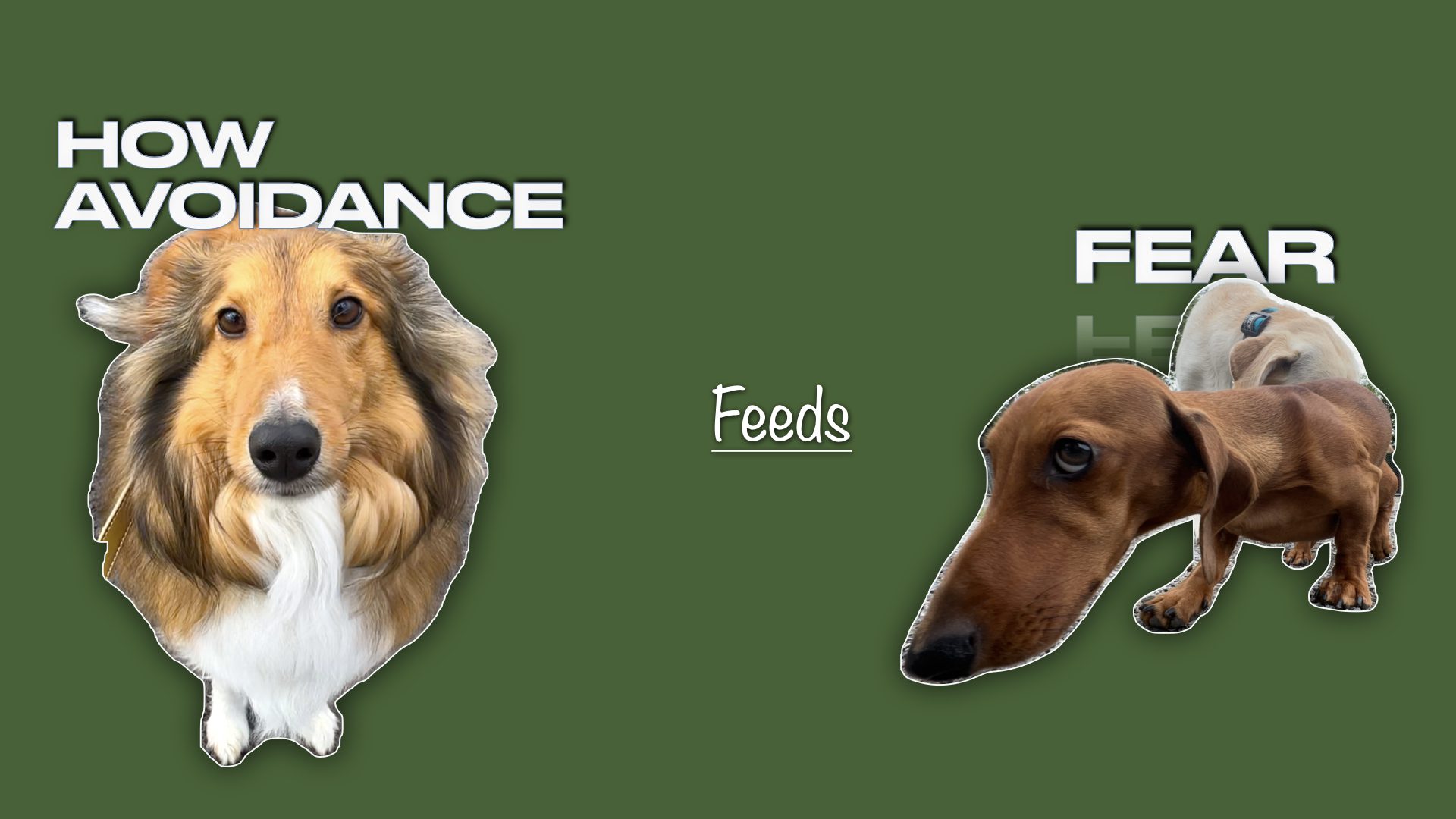 Dog Training expert tips on how to avoid ruining your dog