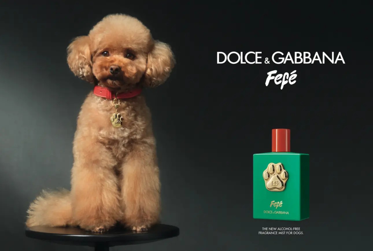 Dolce & Gabbana unveils new perfume for dogs Famous Campaigns