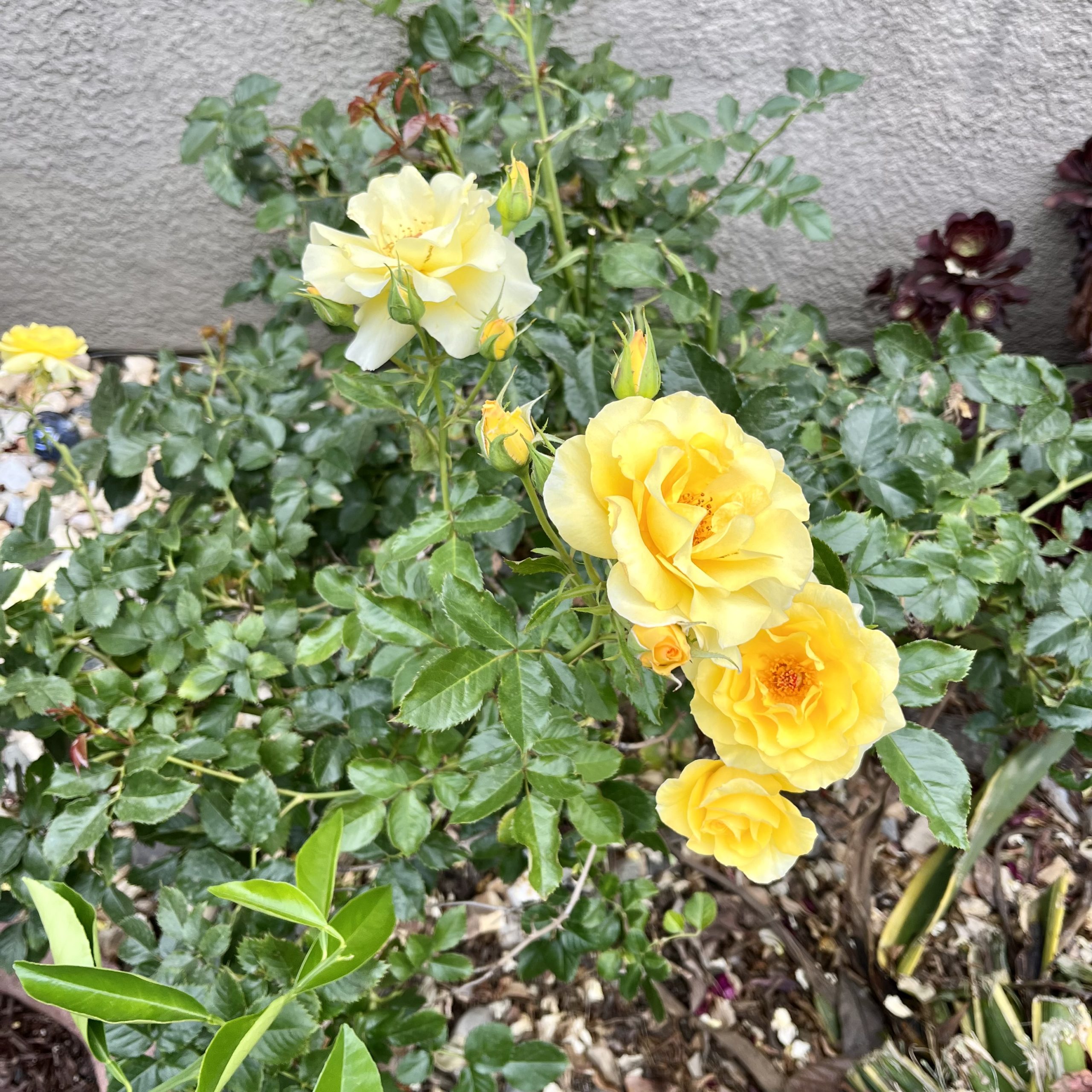 How to Prune Rose Bushes During the Summer