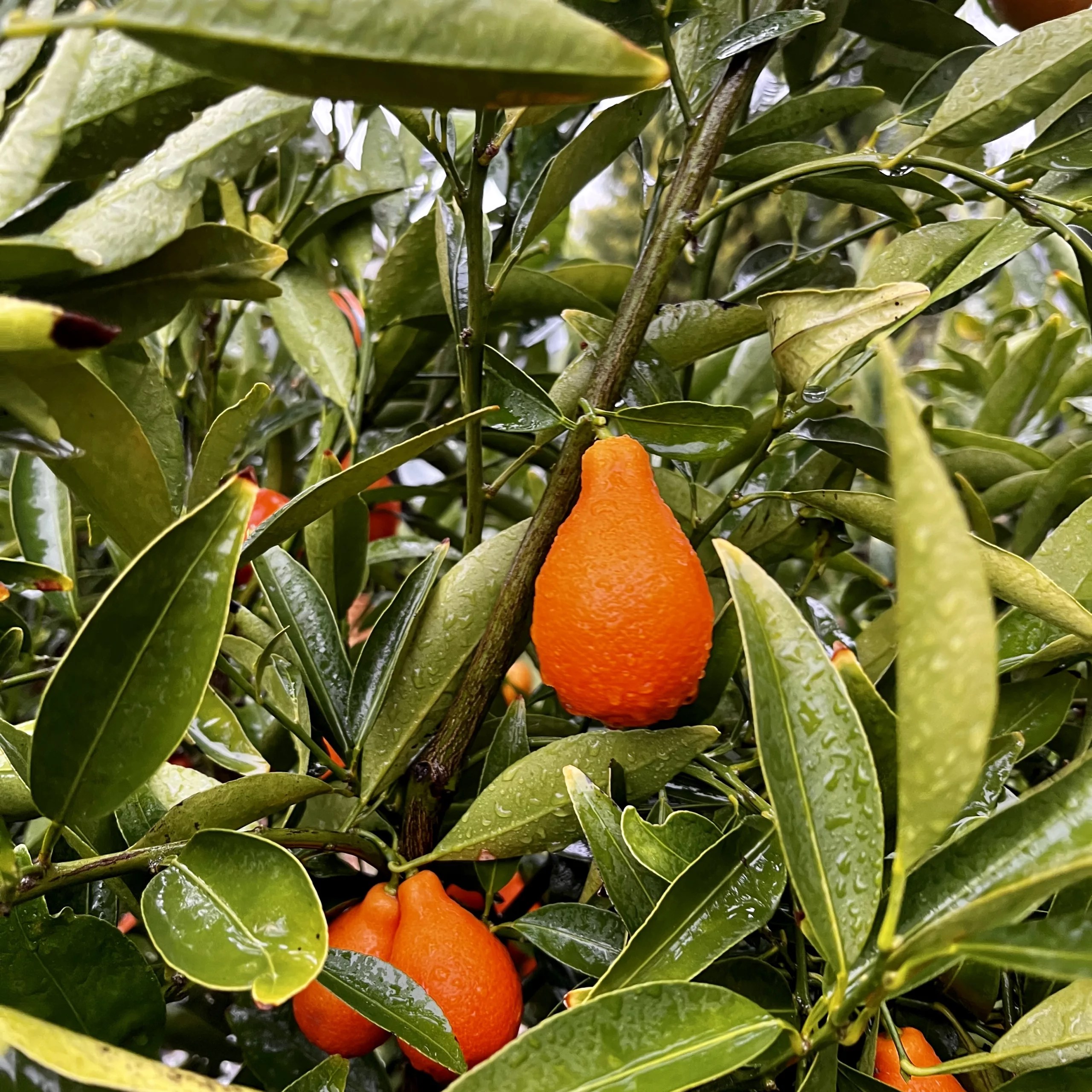 Ways to Use Up Kumquat Fruits
