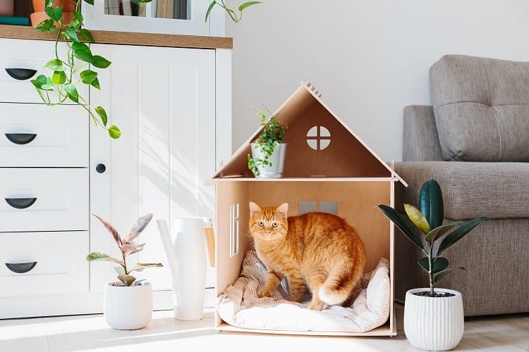 How to Make Your Home CatFriendly