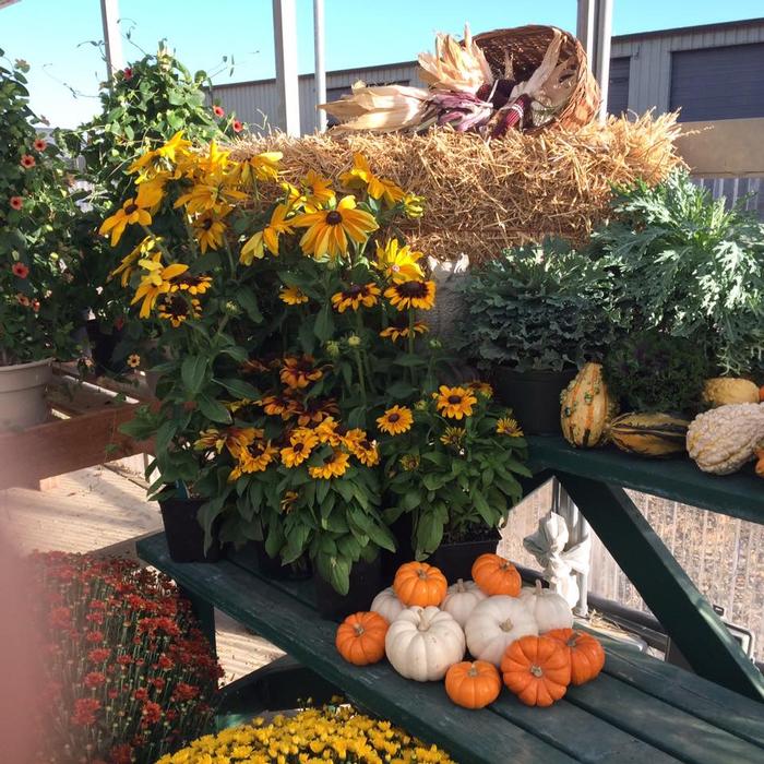 Fall Display