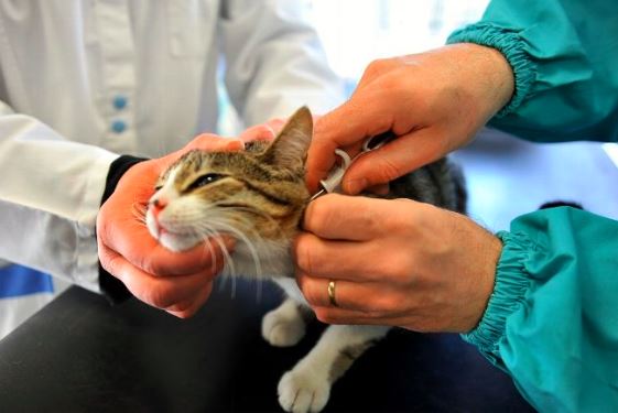 L'utilité des puces électroniques pour animaux de compagnie Fanimaux