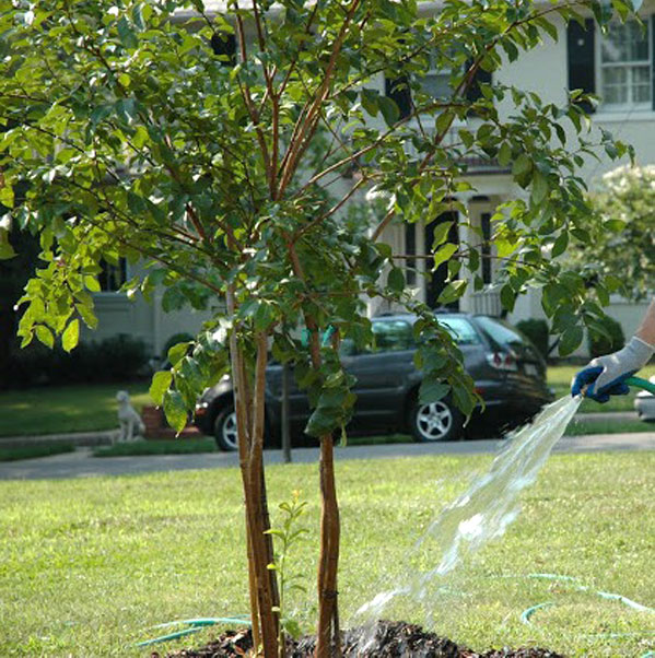 Tree Watering Tips for Summer 2014 Fannin Tree Farm