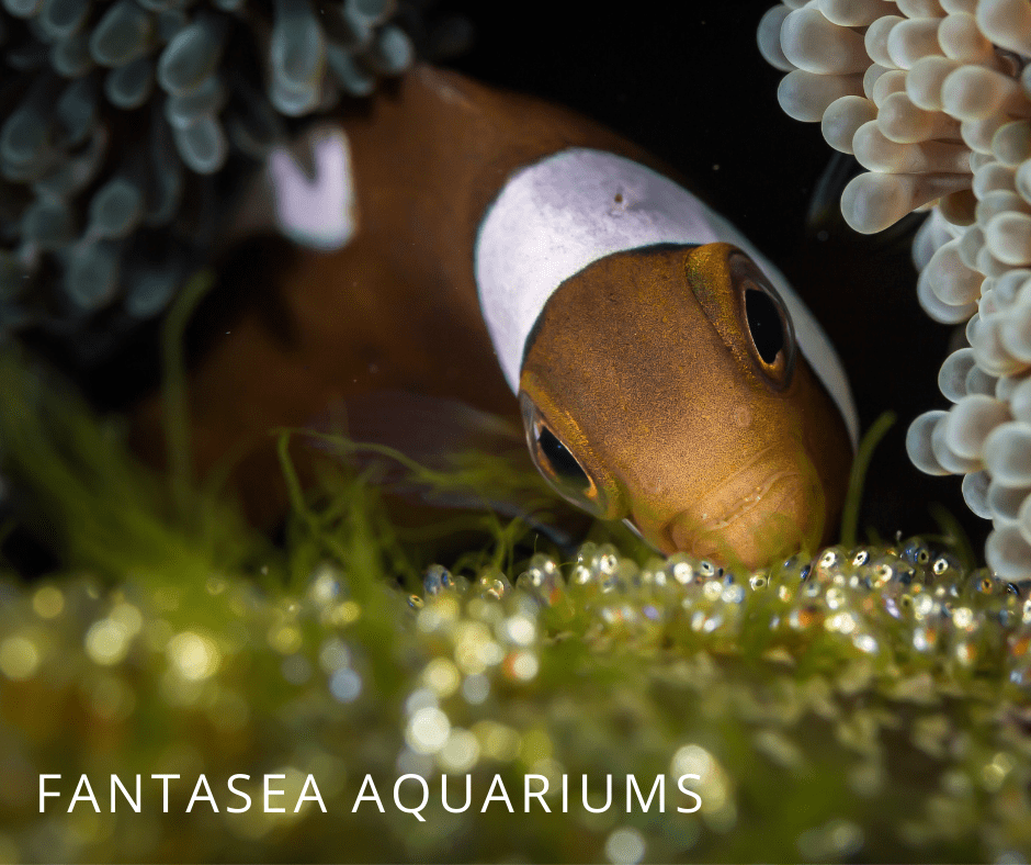 Clownfish Eggs Breeding Clownfish at Home FantaSEA Aquariums