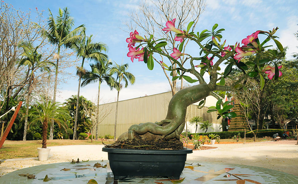 These 15 Gardens With Desert Roses are So Beautiful