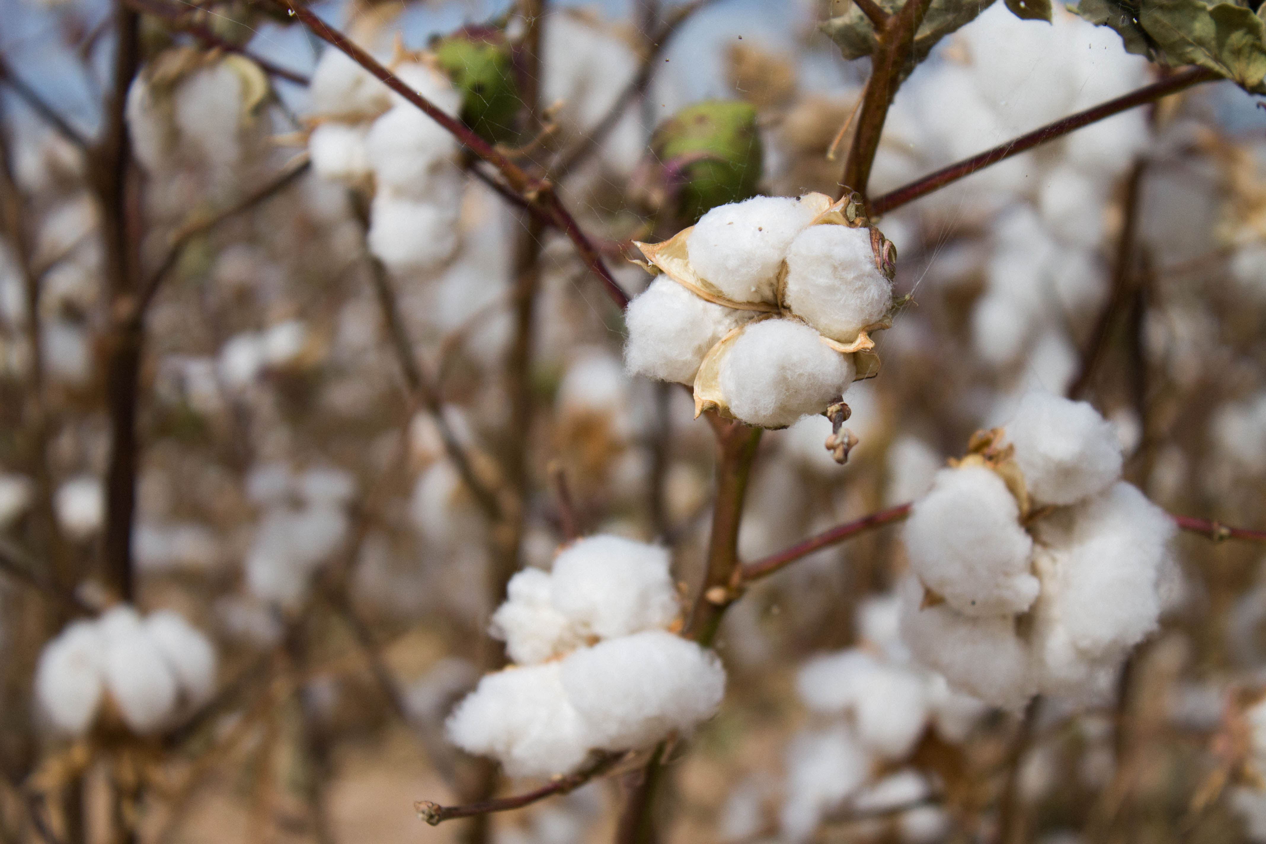 Haiti The cotton sector could create nearly 17,000 jobs in 5 years
