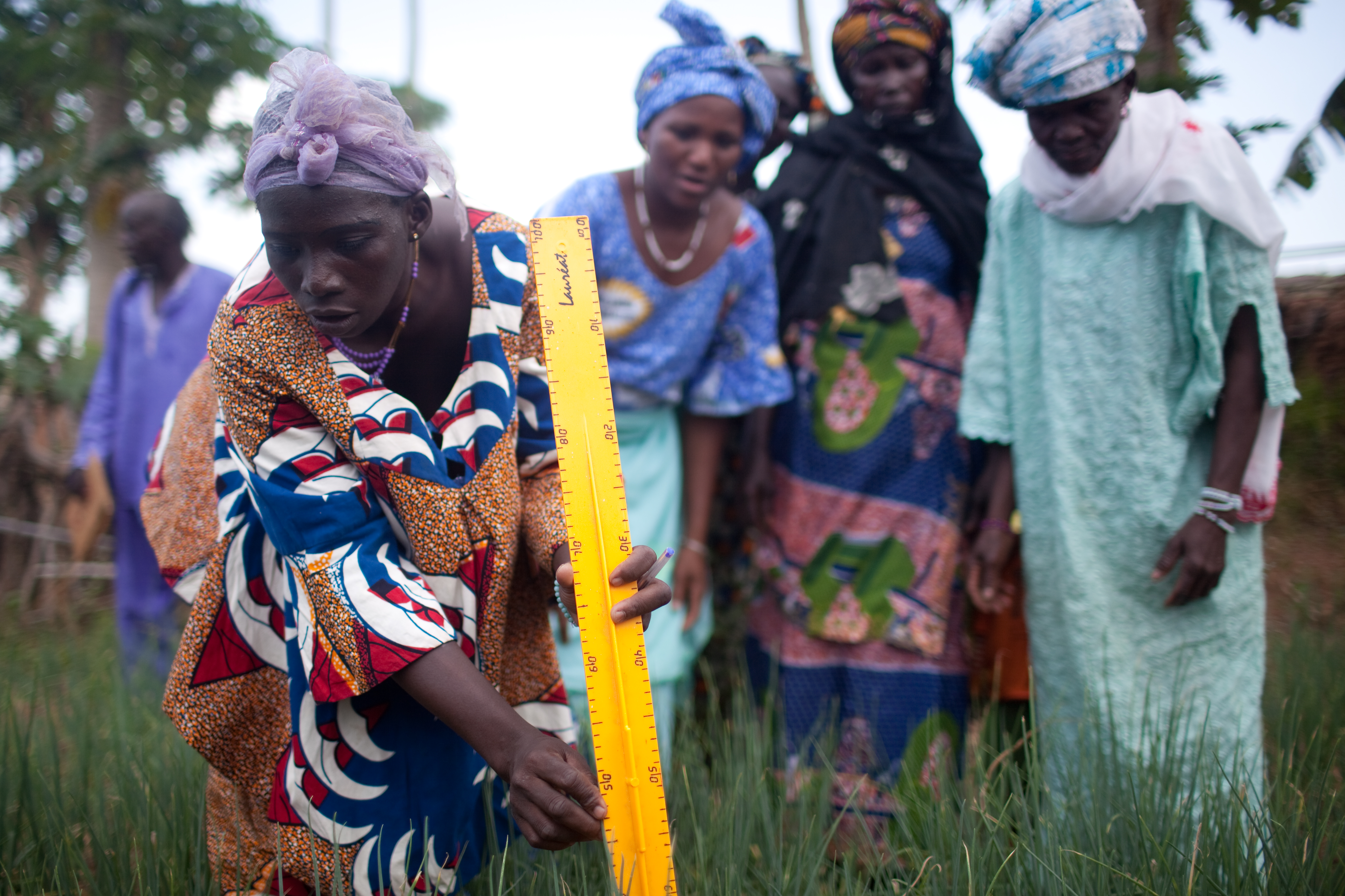 Global Farmer Field School Platform FAO Capacity DevelopmentFAO