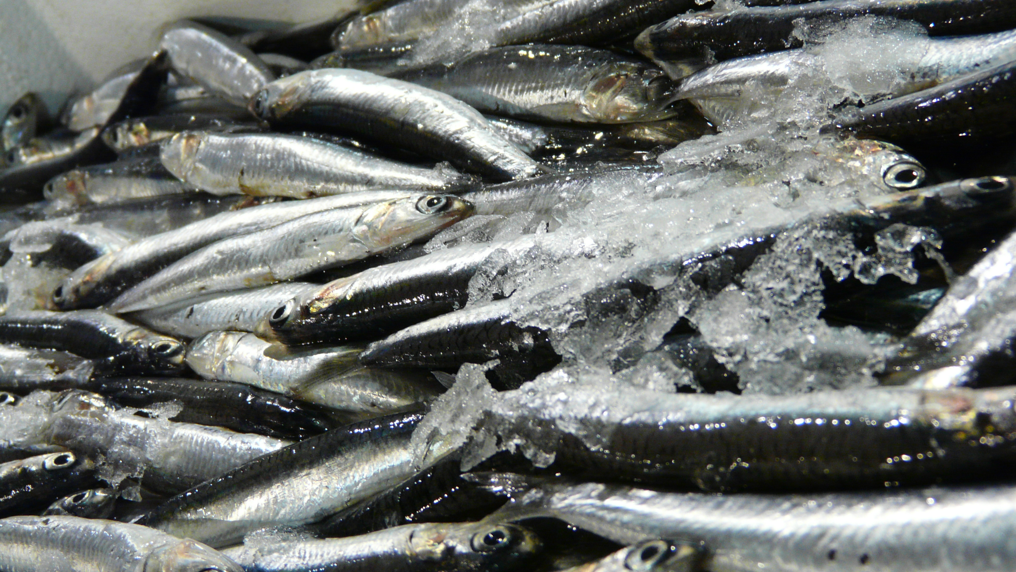 Small Pelagics December 2014 GLOBEFISH Food and Agriculture