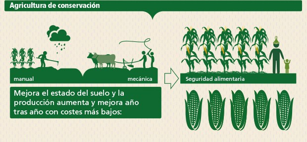 Cinco cosas que debes saber sobre la agricultura de conservación
