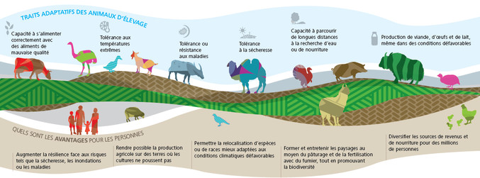 Génétique animale Organisation des Nations Unies pour l'alimentation