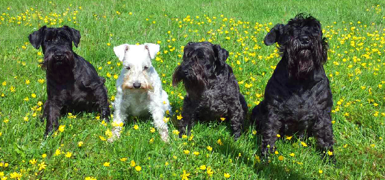Farahsolens Kennel OM OSS
