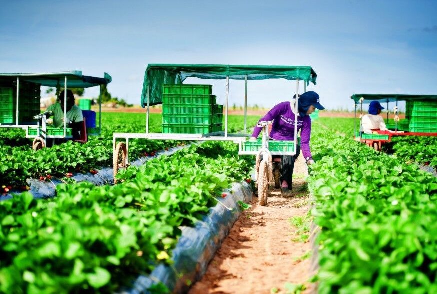 farm service Faranda Fresh