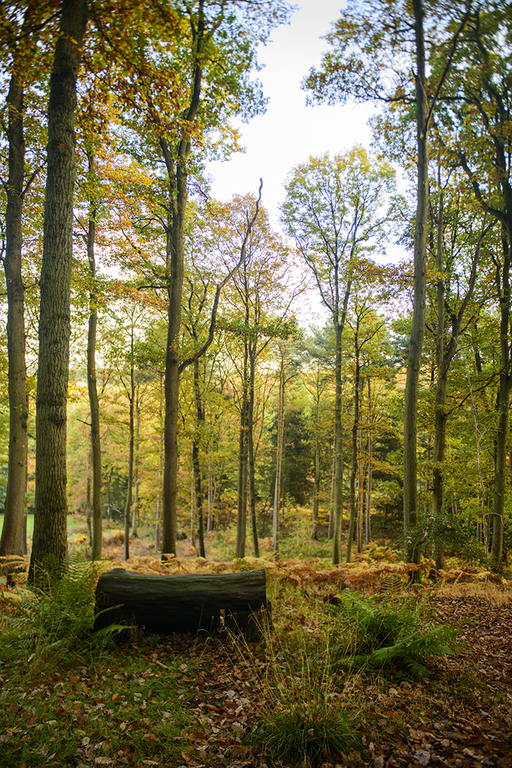 Far Forest Studio is based in a unique, secluded setting in the Wyre