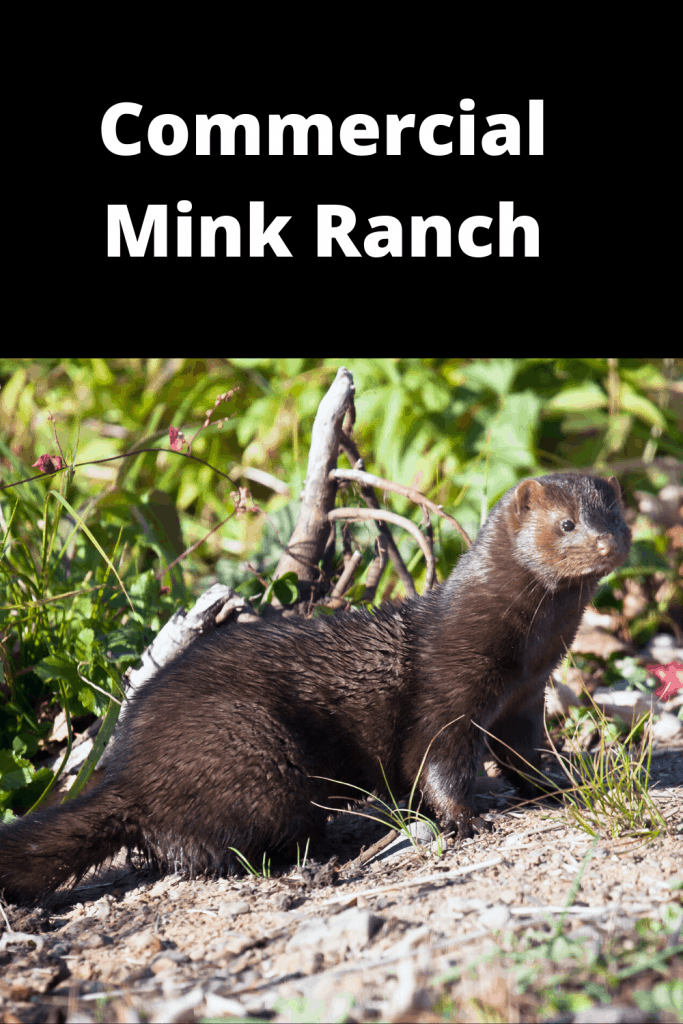 Ultimate Guide Commercial Mink Farming Farm Animal Report
