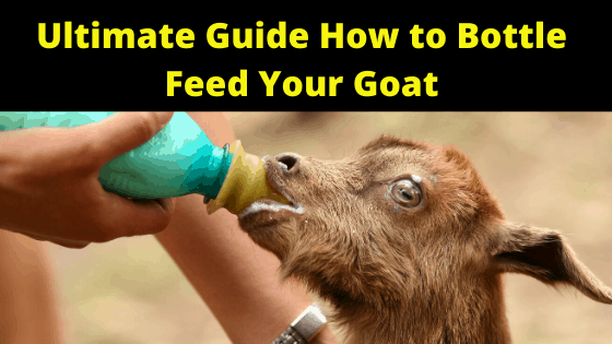 Ultimate Guide How to Bottle Feed Your Goat Farm Animal report