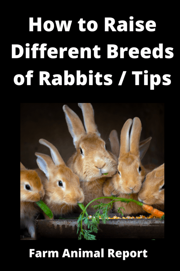 How to Raise Different Breeds of Rabbits / Tips Farm