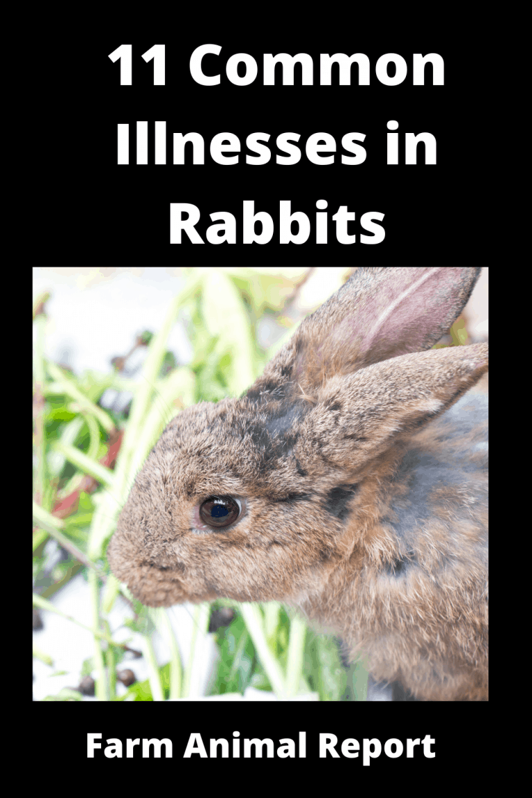 11 Common Illnesses in Rabbits Prevention Farm Animal Report