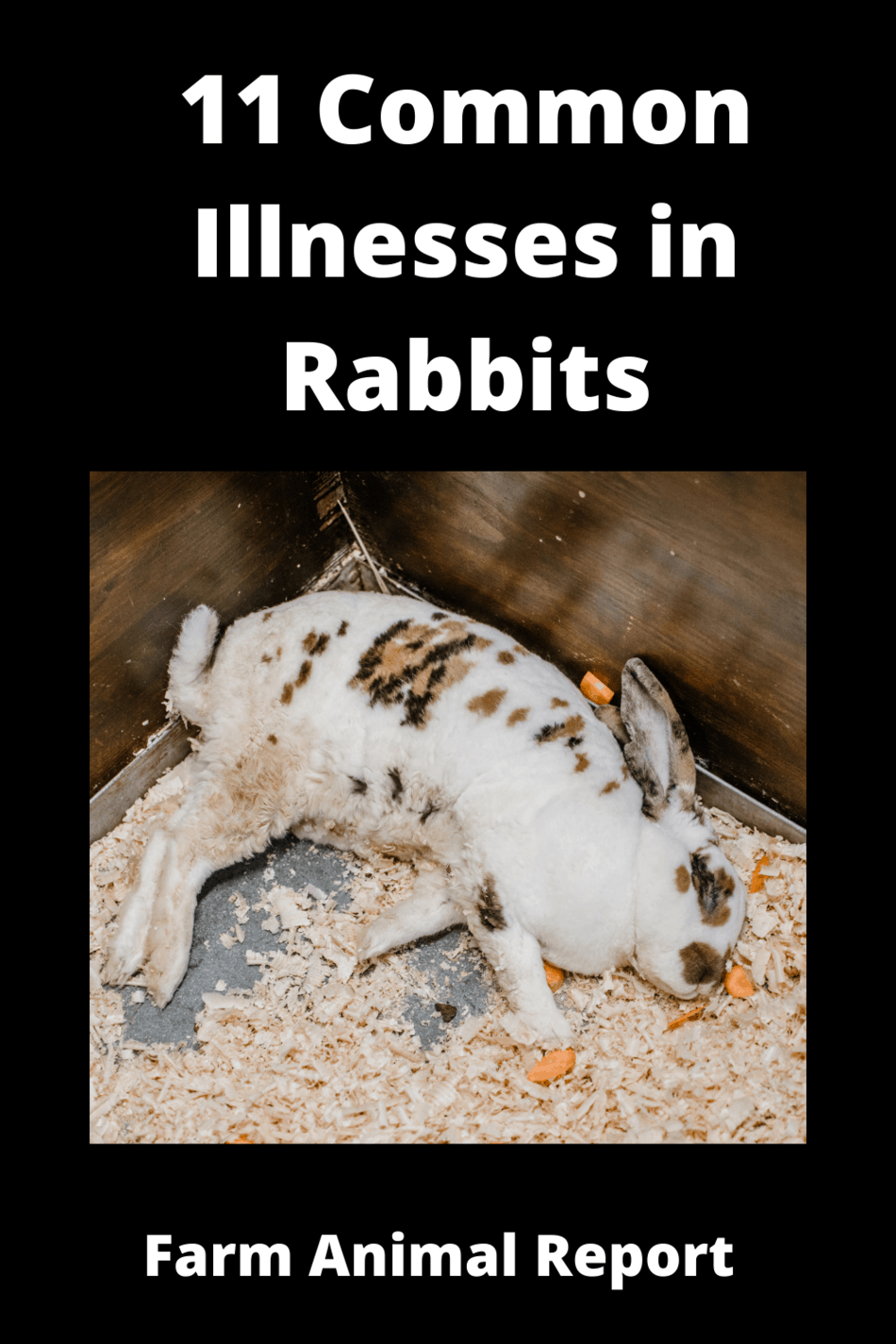 11 Common Illnesses In Rabbits **PREVENTION**