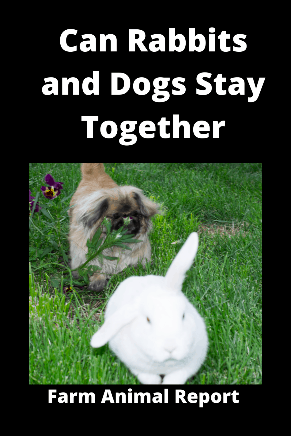Can Rabbits And Dogs Stay Together **CAREFULLY**