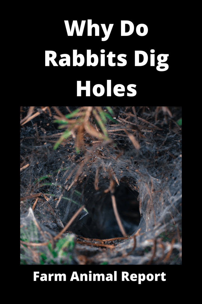 Why Do Wild Rabbits Dig Holes In The Ground***WATCH**