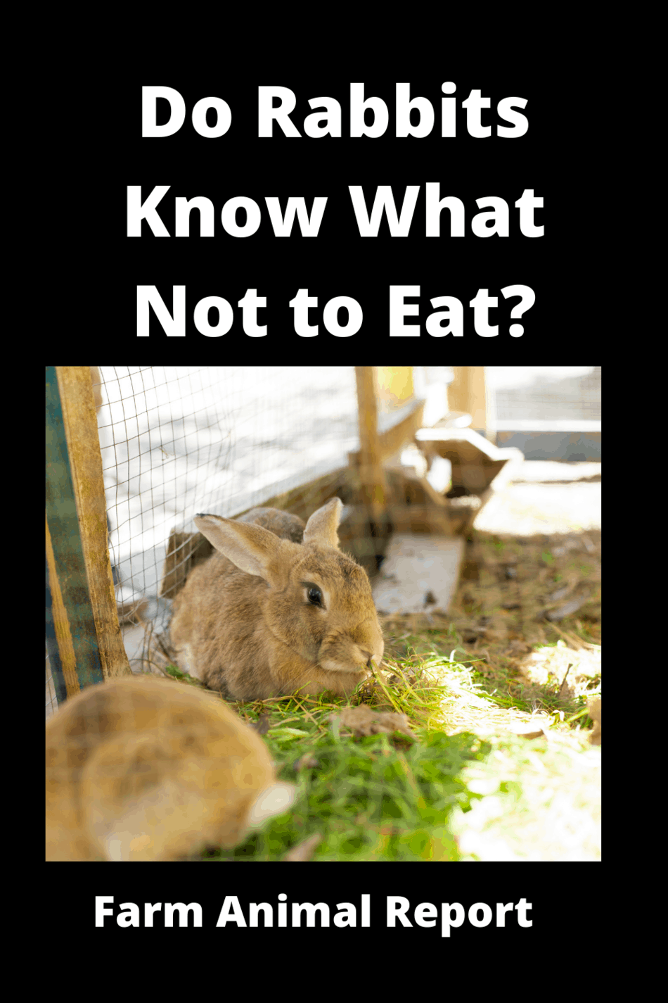 Do Rabbits Know What Not to Eat? Farm Animal Report