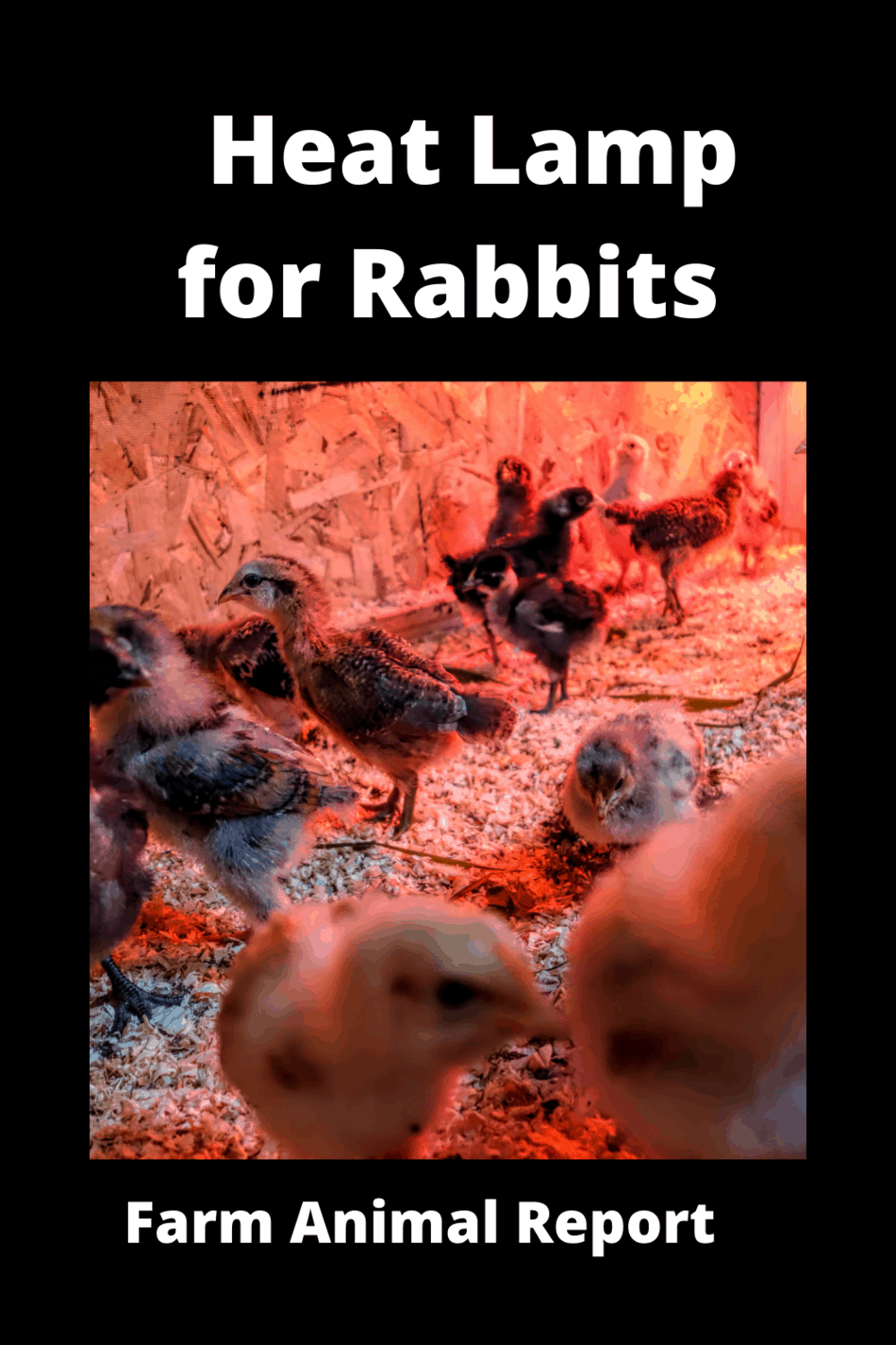 9 Simple Steps How To Set Up A Heat Lamp For Rabbits Rabbit Heat