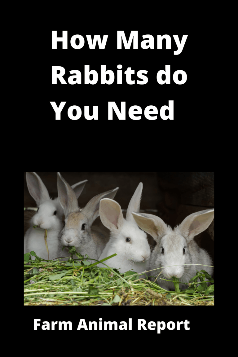 How Many Rabbits Do You Need To Start **TUTORIAL**