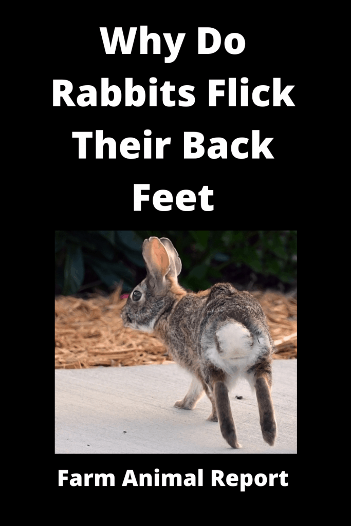 Why Do Rabbits Flick Their Back Feet **2024**