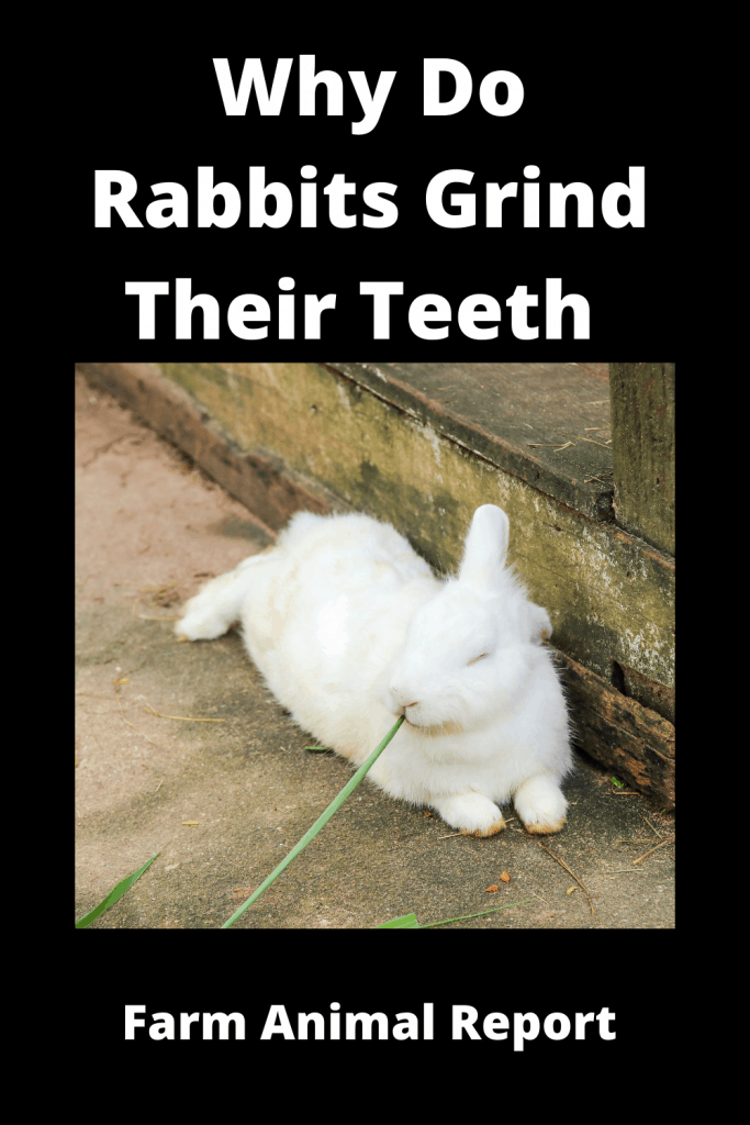 Why Do Bunnies Grind Their Teeth Tusks / Stress / Fear