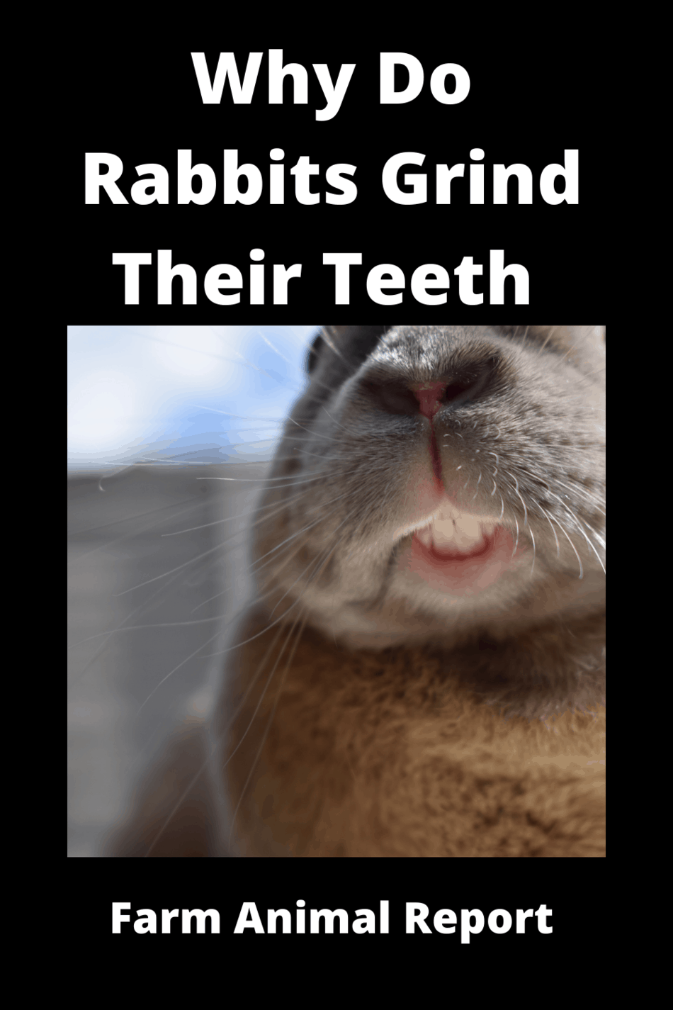 Why Do Bunnies Grind Their Teeth Tusks / Stress / Fear