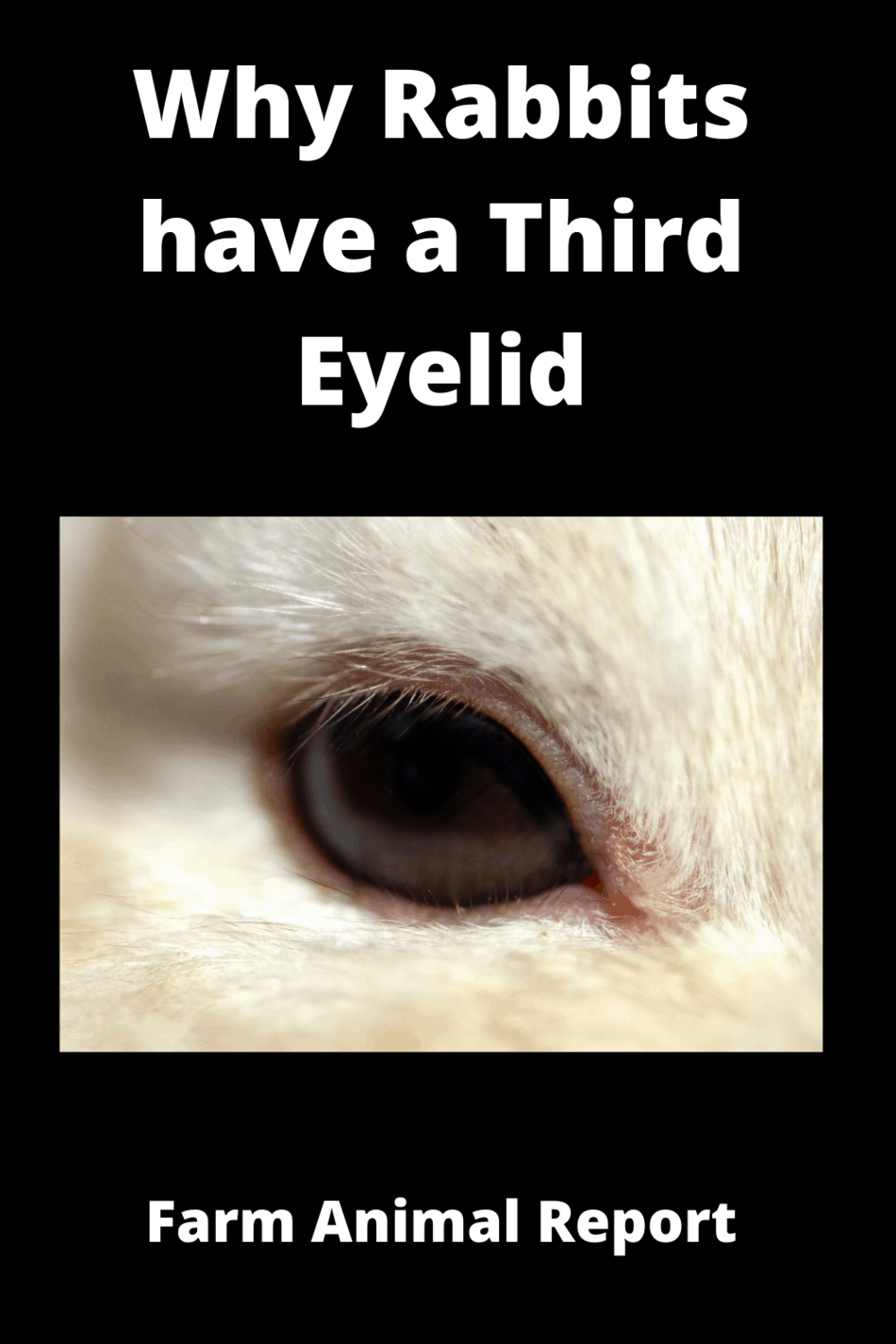 Why Rabbits have a Third Eyelid (with 3 Videos) Farm
