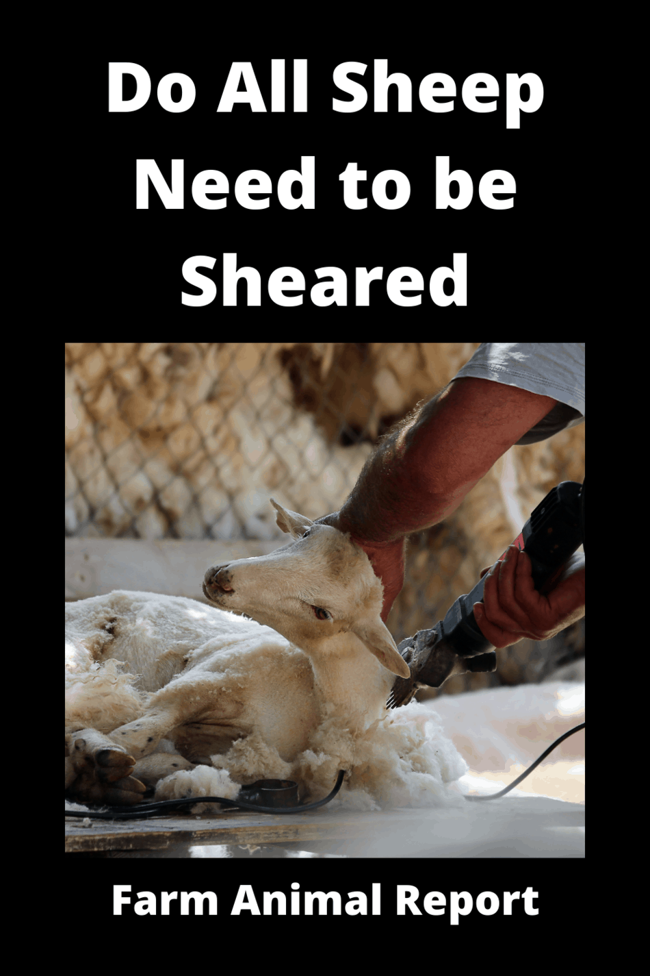 Do All Sheep Need To Be Sheared? 500 That Do And 18 That Don't Farm
